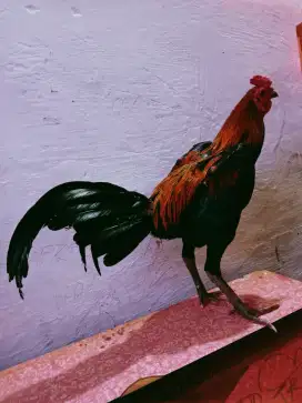 Ayam pama bagus tidak mengecewakan