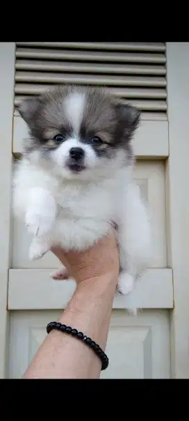 Anjing mix minipom