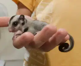 Sugar glider joey classic grey