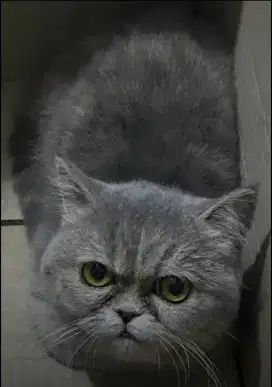 Kucing Exotic Female grey