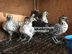 Ayam hias silangan kapas dan batik itali