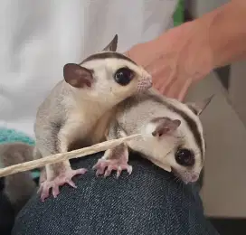 Sugar glider whiteface