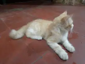 Jual kucing persia mix dome