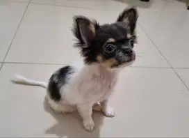 ANAKAN CHIHUAHUA LONGHAIR