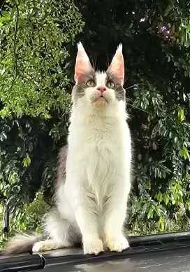 Mainecoon betina bigbone