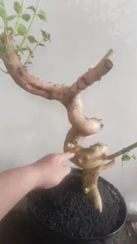 Bonsai sancang Ori