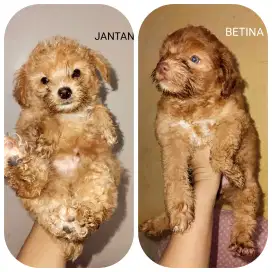 Puppy jantan dan betina