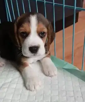 Beagle Jantan Tri Colour Non Stamboom