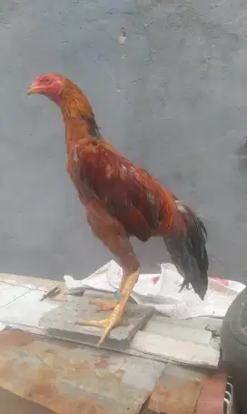 Ayam jantan mata kristal