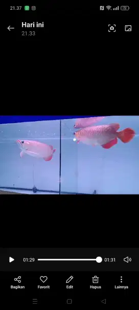 Sr super red arowana arwana