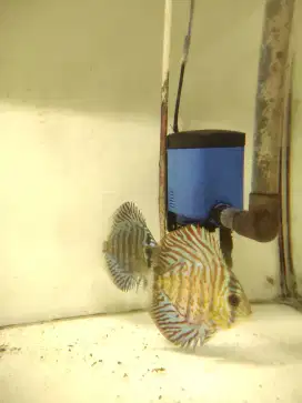 Discus tiger turqouise