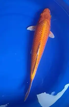 Jual koi Ogon 40 cm