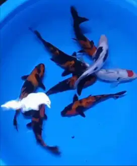 Ikan koi size 20cm