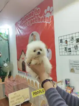 minipom non stambum