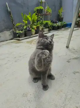 Lepas adopt kitten BSH mix persia blue betina - 4,5 bulan