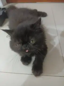 Kucing Peaknose Persia Hitam