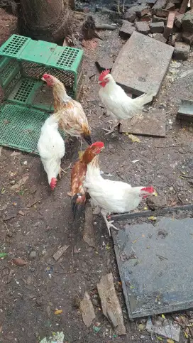 Ayam jantan petelur kampung