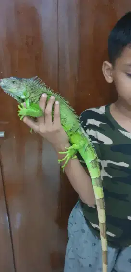 Iguana elsavador