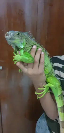 Iguana elsavador