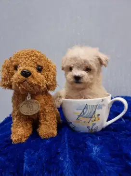 High quality supermini teacup poodle