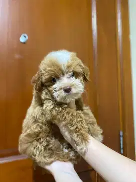 puppy anjing maltipo (maltese poodle)