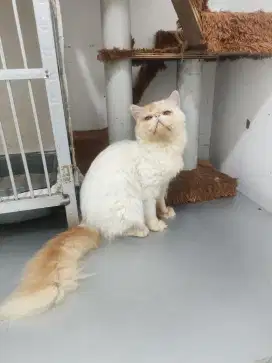 Kucing peaknose sehat terawat jantan udah vaksin lengkap