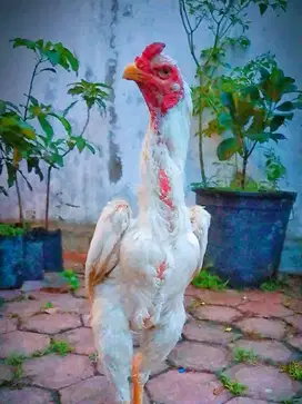 Ayam shamo line zuchter