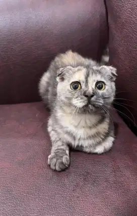 kucing scottish fold