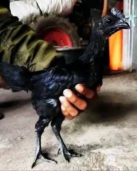 Ayam cemani lidah hitam