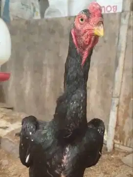 Ayam shamo pure