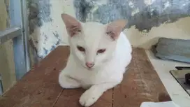 Peliharaan Kucing Rumahan