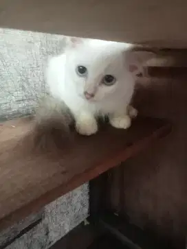 anak kucing anggora