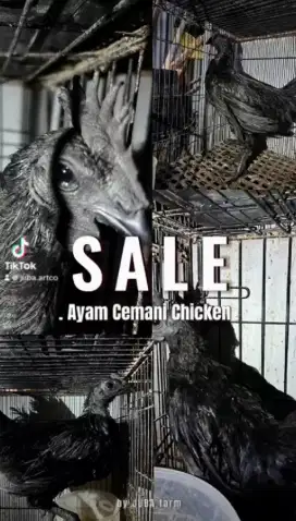 Jual anakan ayam cemani lidah hitam asli ayam hias asli indonesia