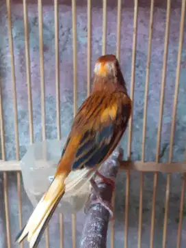 Jual burung kenari black red gacor