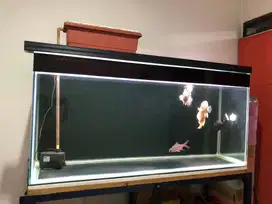 Aquarium 150x50x70 kondisi bagus beserta rak