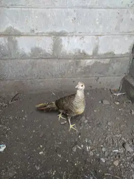 Betina ayam hias golden pheasant atau ayam hutan tibet