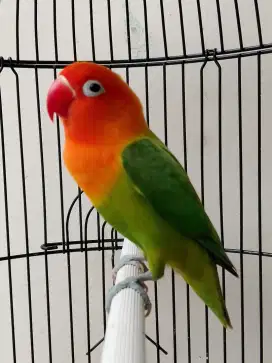 Burung lovebird jantan ganteng biola green