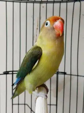 Burung lovebird jantan ganteng PB moka ajibbb