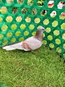 Merpati Jantan istimewa