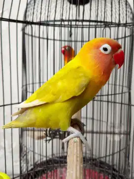 Burung lovebird betina cantik Paskun mewah