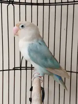 Burung lovebird jantan ganteng blues