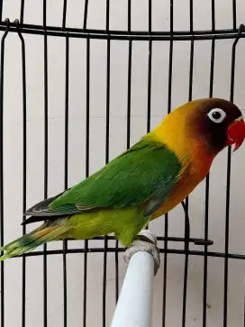 Burung lovebird jantan ganteng semi dakocan