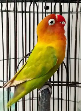 Burung lovebird betina cantik pasjo palamas mewah