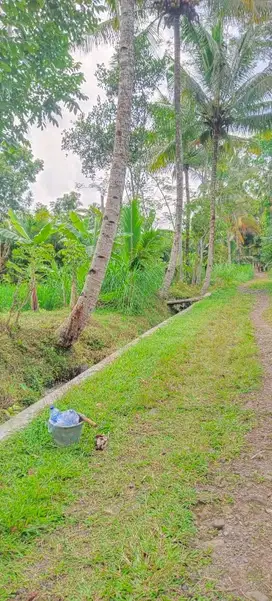 di jual tanah shm sawah murah di turi sleman