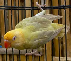 Lovebird Bpe pf vio