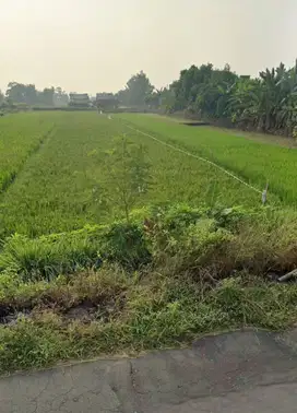 Sawah 3 Patok Jejer Pinggir Jalan Utama