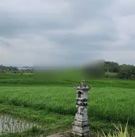 tanah komersial view terasering sawah, lebar depan 15 meter