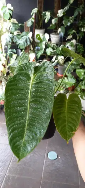 Tanaman anthurium king veitchii