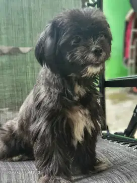 Dijual Anjing mix Maltese vs Shih Tzu usia 1,5 tahun