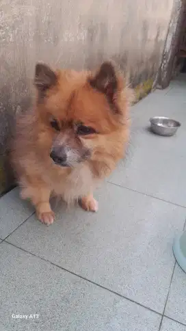 Anjing Pomerian Dewasa